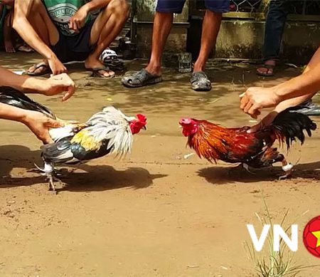Chơi đá gà trực tiếp – Hướng dẫn tham gia đá gà tại nhà cái Vn88